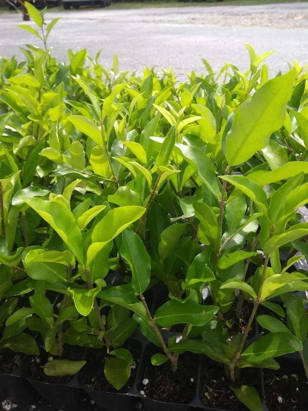 Barbados Cherry Tree Acerola Live Plant 4-6 inches - Vitamin C Rich Fruit Tree - Image 6