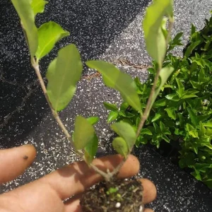 Barbados Cherry Tree Acerola Live Plant 4-6 inches - Vitamin C Rich Fruit Tree - Image 7