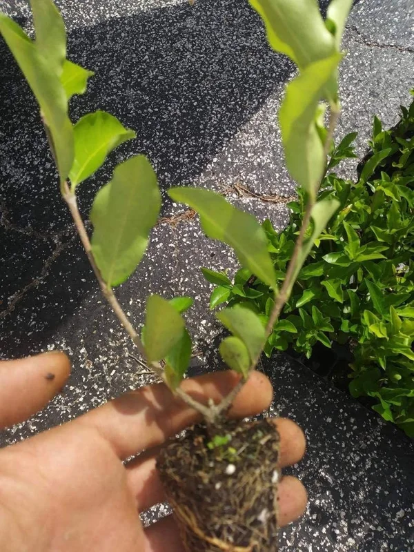 Barbados Cherry Tree Acerola Live Plant 4-6 inches - Vitamin C Rich Fruit Tree - Image 7