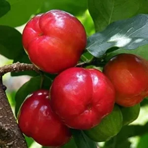 Barbados Cherry Tree Acerola Live Plant 4-6 inches - Vitamin C Rich Fruit Tree - Image 1