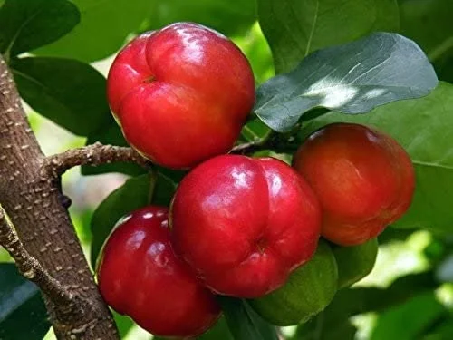 Barbados Cherry Tree Acerola Live Plant 4-6 inches - Vitamin C Rich Fruit Tree - Image 1