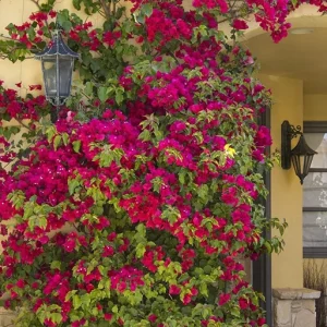 Barbara Karst Bougainvillea Live Plant - 2 Starter Plants - Bright Red Flower - Outdoor - Image 2