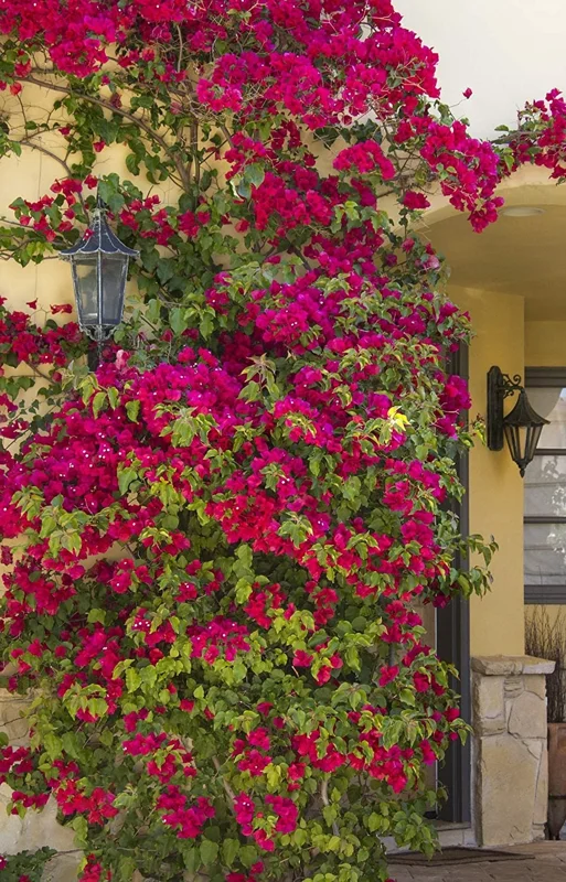 Barbara Karst Bougainvillea Live Plant - 2 Starter Plants - Bright Red Flower - Outdoor - Image 2
