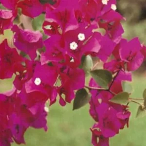 Barbara Karst Bougainvillea Live Plant - 2 Starter Plants - Bright Red Flower - Outdoor - Image 3