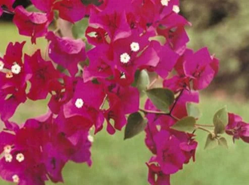 Barbara Karst Bougainvillea Live Plant - 2 Starter Plants - Bright Red Flower - Outdoor - Image 3
