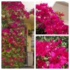 Barbara Karst Bougainvillea Live Plant - 2 Starter Plants - Bright Red Flower - Outdoor - Image 1