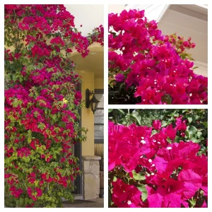 Barbara Karst Bougainvillea Live Plant - 2 Starter Plants - Bright Red Flower - Outdoor - Image 1