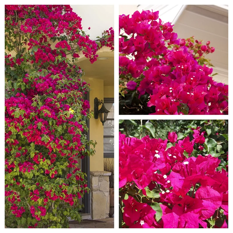 Barbara Karst Bougainvillea Live Plant - 2 Starter Plants - Bright Red Flower - Outdoor - Image 1