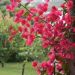 Barbara Karst Bougainvillea Live Plant - 2 Starter Plants - Bright Red Flower - Outdoor - Image 5