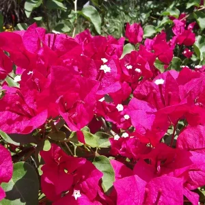 Barbara Karst Bougainvillea Live Plant - 2 Starter Plants - Bright Red Flower - Outdoor - Image 6
