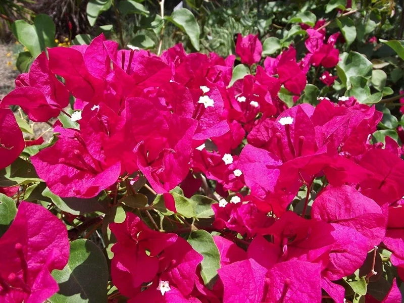 Barbara Karst Bougainvillea Live Plant - 2 Starter Plants - Bright Red Flower - Outdoor - Image 6