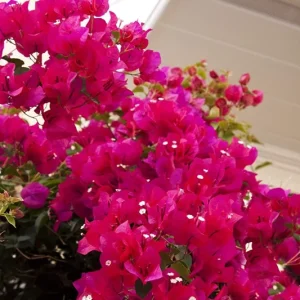 Barbara Karst Bougainvillea Live Plant - 2 Starter Plants - Bright Red Flower - Outdoor - Image 7