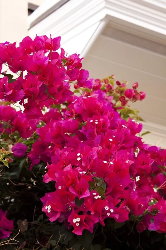 Barbara Karst Bougainvillea Live Plant - 2 Starter Plants - Bright Red Flower - Outdoor - Image 7