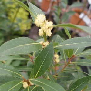 Bay Laurel Live Plant - Laurus Nobilis Evergreen Shrub Starter Hedge - Image 2
