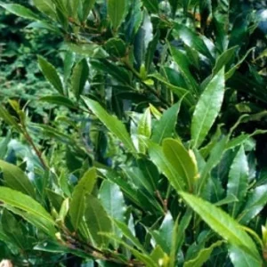 Bay Laurel Live Plant - Laurus Nobilis Evergreen Shrub Starter Hedge - Image 3