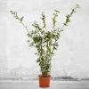 Bay Laurel Live Plant - Laurus Nobilis Evergreen Shrub Starter Hedge - Image 1