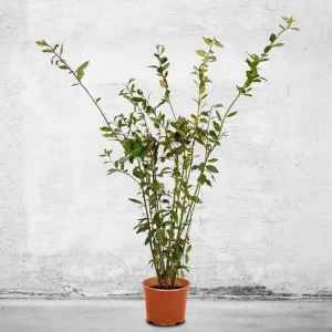 Bay Laurel Live Plant - Laurus Nobilis Evergreen Shrub Starter Hedge - Image 1