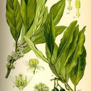 Bay Leaf Tree (Laurus nobilis) Live Plant - 6 inch Tall Seedling - Evergreen Outdoor Herb - Image 2