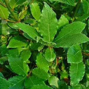 Bay Leaf Tree (Laurus nobilis) Live Plant - 6 inch Tall Seedling - Evergreen Outdoor Herb - Image 3