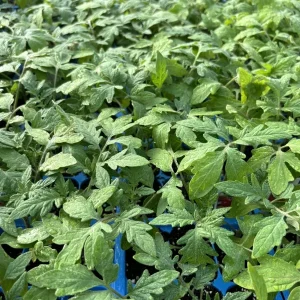 Beefsteak Tomato Live Plants - 3 Pack, 6-10 in Tall, 60+ Days Old, Outdoor - Image 1