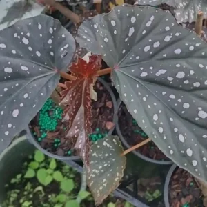 Begonia Angel Wing Dottie Live Plant - Pink Spots, 3.25 inch Pot - Image 2