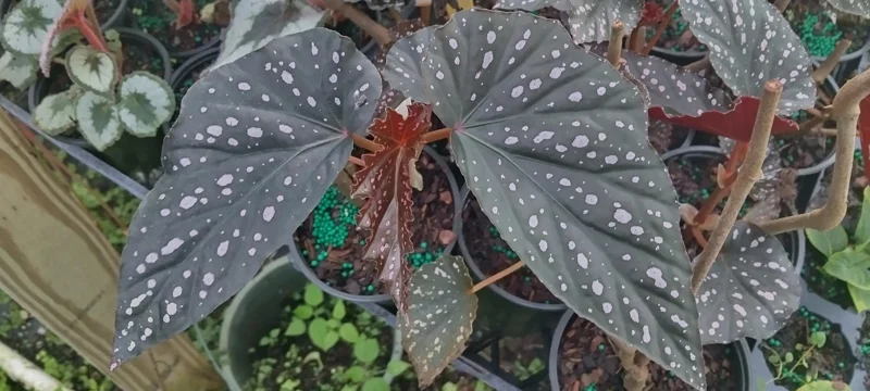 Begonia Angel Wing Dottie Live Plant - Pink Spots, 3.25 inch Pot - Image 2