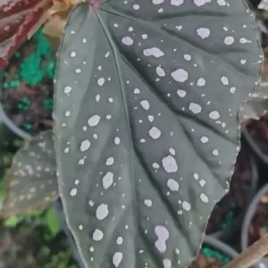 Begonia Angel Wing Dottie Live Plant - Pink Spots, 3.25 inch Pot - Image 3