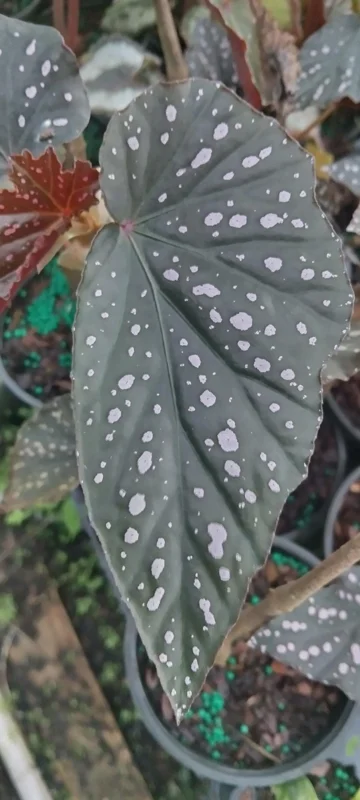 Begonia Angel Wing Dottie Live Plant - Pink Spots, 3.25 inch Pot - Image 3
