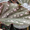 Begonia Angel Wing Dottie Live Plant - Pink Spots, 3.25 inch Pot - Image 1