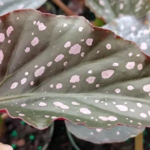 Begonia Angel Wing Dottie Live Plant - Pink Spots, 3.25 inch Pot - Image 1