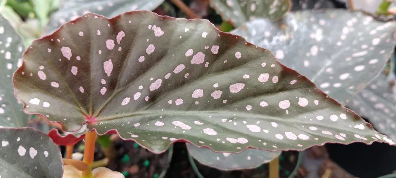 Begonia Angel Wing Dottie Live Plant - Pink Spots, 3.25 inch Pot - Image 1