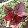 Begonia Black Beauty Live Plant – 4" Pot – Rare Tropical Houseplant - Image 1