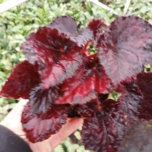 Begonia Black Beauty Live Plant – 4" Pot – Rare Tropical Houseplant - Image 2