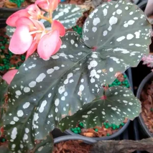 Begonia 'Citizen Pink' Angel Wing Live Plant - 3.25
