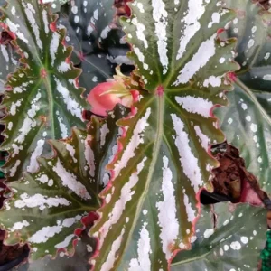 Begonia 'Citizen Pink' Angel Wing Live Plant - 3.25
