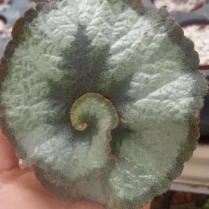 Begonia Escargot Live Plant - Potted Houseplant - 4 Inch Pot - 1 Starter Plant - Image 2