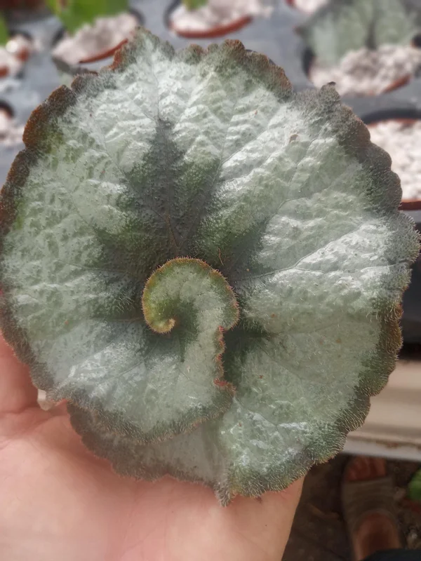 Begonia Escargot Live Plant - Potted Houseplant - 4 Inch Pot - 1 Starter Plant - Image 2