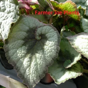 Begonia Escargot Live Plant - Potted Houseplant - 4 Inch Pot - 1 Starter Plant - Image 3