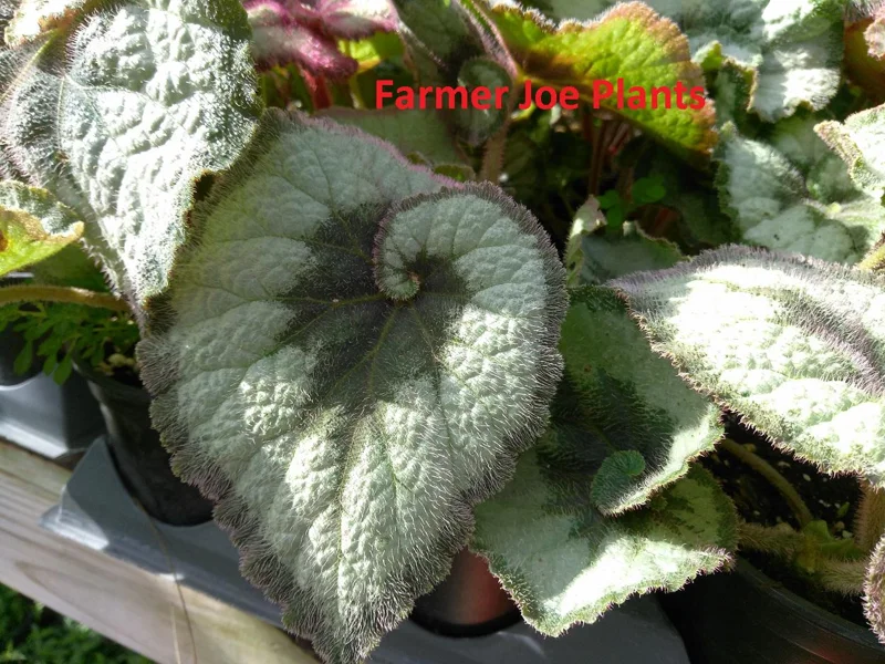 Begonia Escargot Live Plant - Potted Houseplant - 4 Inch Pot - 1 Starter Plant - Image 3