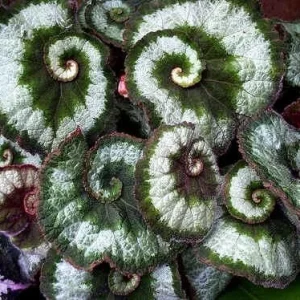 Begonia Escargot Live Plant - Potted Houseplant - 4 Inch Pot - 1 Starter Plant - Image 4