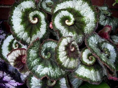 Begonia Escargot Live Plant - Potted Houseplant - 4 Inch Pot - 1 Starter Plant - Image 4