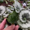 Begonia Escargot Live Plant - Potted Houseplant - 4 Inch Pot - 1 Starter Plant - Image 1