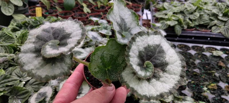 Begonia Escargot Live Plant - Potted Houseplant - 4 Inch Pot - 1 Starter Plant - Image 1