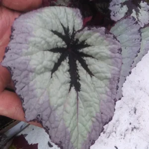 Begonia Fire Woman Live Plant – Rare Tropical Houseplant – 4-inch Pot – Shade Loving - Image 1