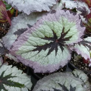 Begonia Fire Woman Live Plant – Rare Tropical Houseplant – 4-inch Pot – Shade Loving - Image 2