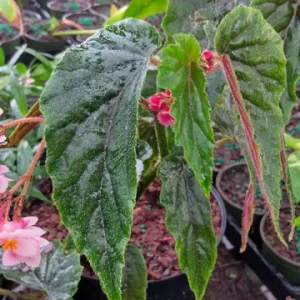 Begonia Ginny Galaxy Reverted Angel Wing Live Plant – 3.25