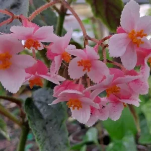 Begonia Ginny Galaxy Reverted Angel Wing Live Plant – 3.25