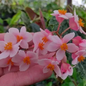 Begonia Ginny Galaxy Reverted Angel Wing Live Plant – 3.25