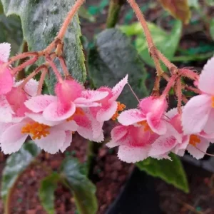 Begonia Ginny Galaxy Reverted Angel Wing Live Plant – 3.25