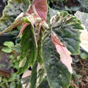 Begonia Ginny Galaxy Reverted Angel Wing Live Plant – 3.25